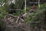 Lamezia: vento sradica albero secolare nel bosco Sant'Antonio. Disagi ovunque