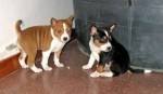Calabria: Truffe, 70 mila euro sottratti con sistema 'Cane del Camerun'
