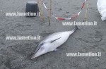 Lamezia: Cucciolo di delfino trovato morto in località Cafarone