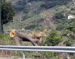 Nocera Terinese: Pd chiede spiegazioni a Giunta su potatura alberi secolari