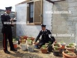 Calabria: Nascondeva marijuana in giardino, arrestato