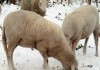 Calabria, Coldiretti: danni all'agricoltura per un milione e settecentomila euro
