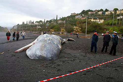 Carcassa-di-Capodoglio-.jpg
