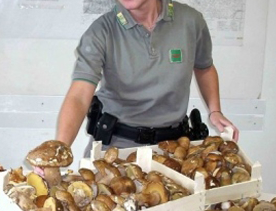 Funghi-sequetsrati-corpo-forestale.jpg