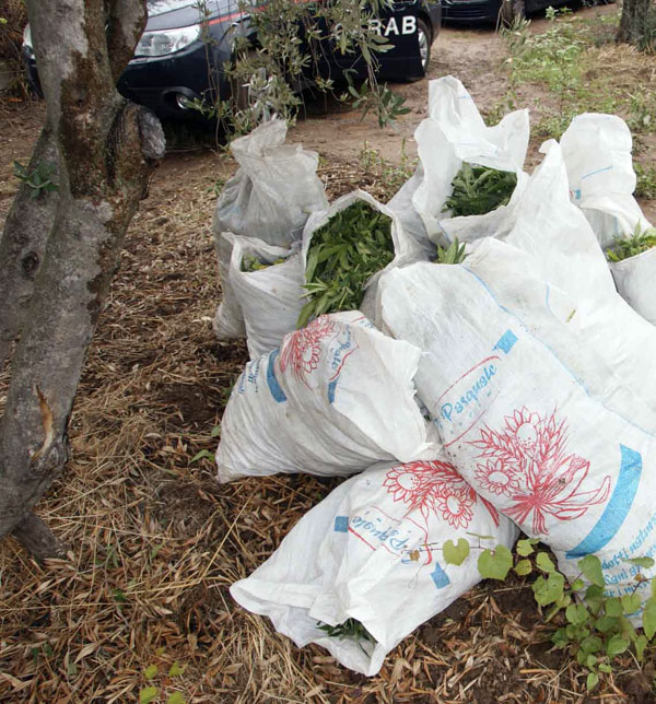 Piantaggione-Rosali2