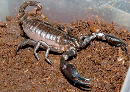 Scorpione-sequestrato-a-praia.jpg