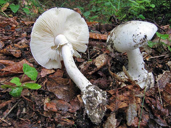 amanita_verna_fungo_velenoso