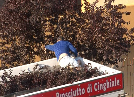 ambulanti_segano_albero
