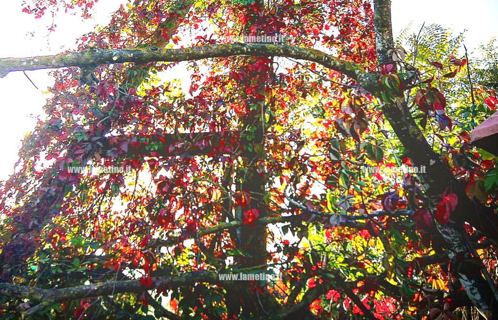 autunno-albero_53acb.jpg
