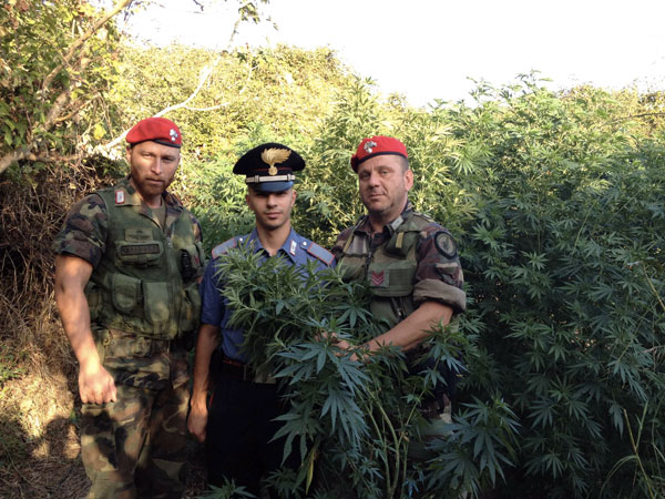 cannabis-indica-agosto-2012