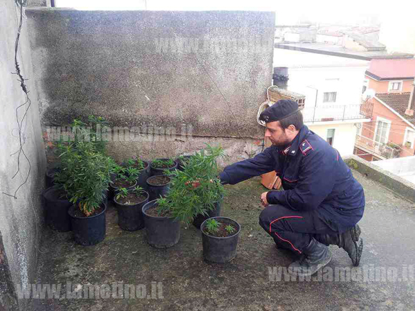 carabinieri_rinvenim_marijuana