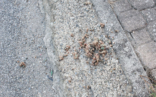 cibo-per-cani-avvelenato-ottobre-2013-.jpg