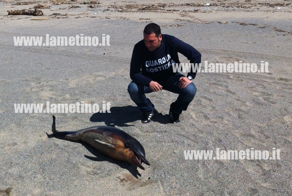 delfino-curinga-marzo-2013.jpg