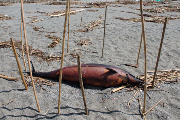 delfino-morto-spiaggia-ginepri-lamezia-2-marzo-2014.jpg