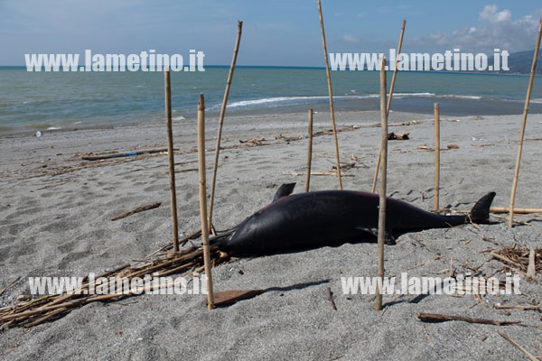 delfino-morto-spiaggia-ginepri-lamezia.jpg