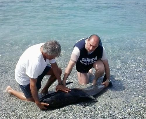 delfino-trovatio-morto-ad-Amantea-bis.jpg