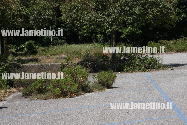 erbaccia-parcheggio-strisce-blu.jpg