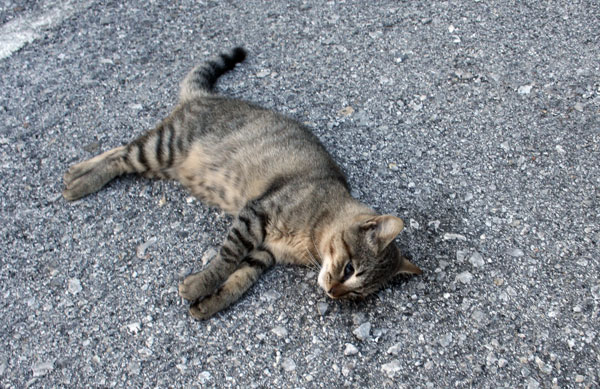 gatto-avvelenato-bis-ottobre-2013.jpg