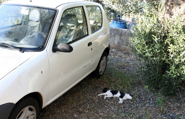 gatto-avvelenato-via-nicotera-ottobre-2013.jpg