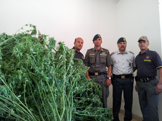 gdf_cannabis