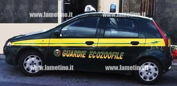 guardie-ecozoofila-auto.jpg