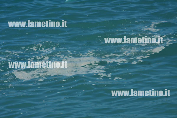 maresporco-bis.jpg