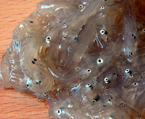 nunnata