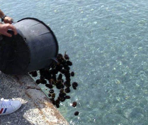 ricci-di-mare-buttati-in-mare.jpg