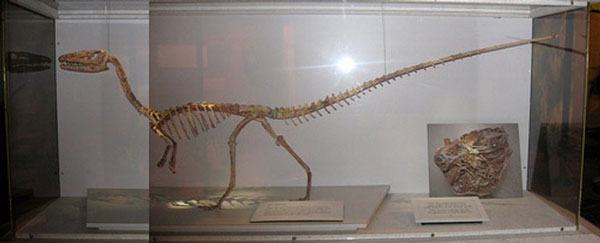 scheletro-dinosauro-Unical.jpg