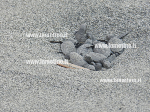 schiusa-uova-caretta-caretta-falerna-agosto-2013-bis.jpg