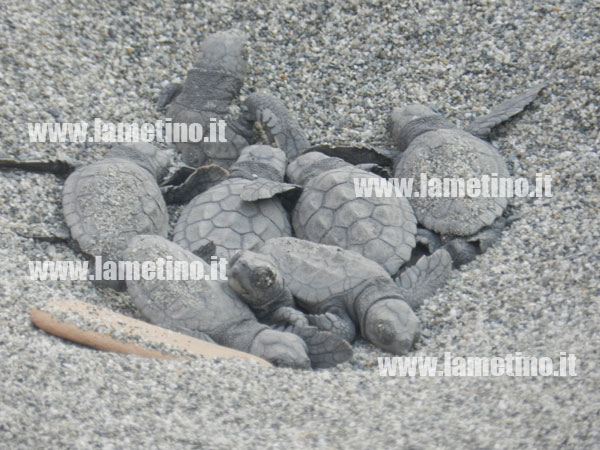 schiusa-uova-caretta-caretta-falerna-agosto-2013.jpg