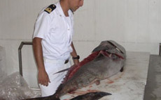 sequesto_guardia_costiera_tonno-rosso