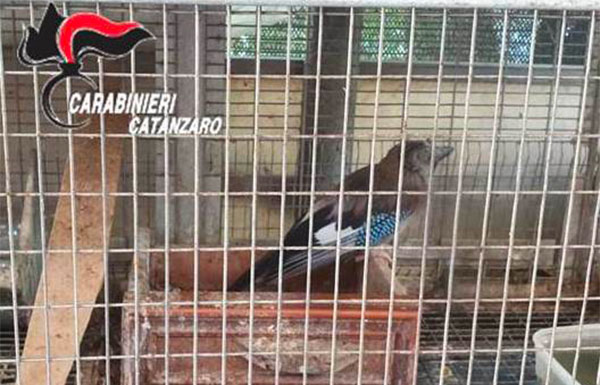 uccelli-detenuti-illegalmente.jpg