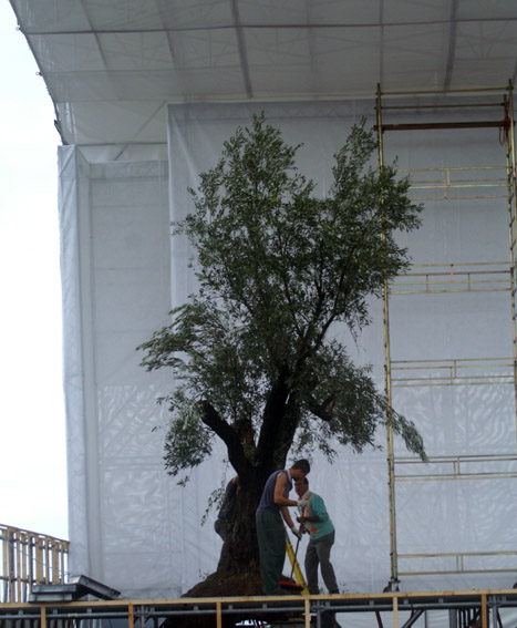 ulivo_palco_papa_messa_lamezia
