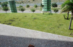 Coldiretti: cinghiali "in visita" alla Cittadella regionale cinghiali-a-cz-2019.jpg