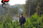Piantagione di marijuana scoperta dai carabinieri nel reggino, una denuncia marijuana-reggino.jpg