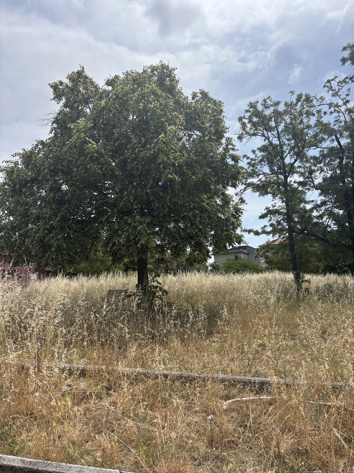 Foto-Parco-Scarpino_a794f.jpg