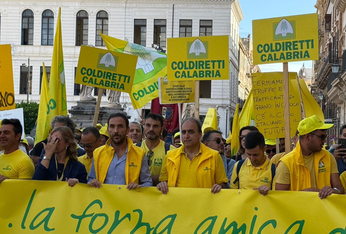 "Olio calabrese, patrimonio da proteggere": Coldiretti chied