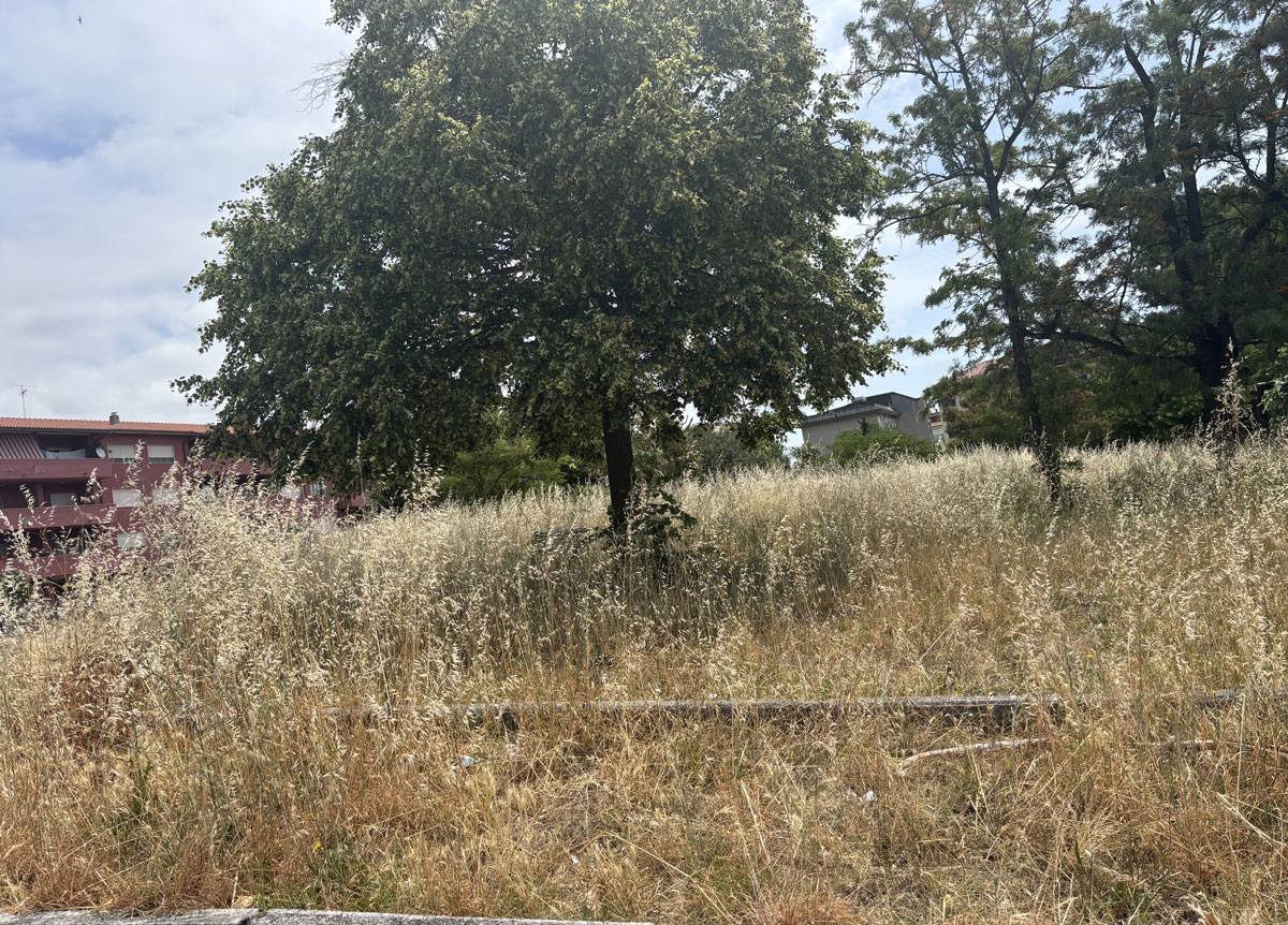 Lamezia, residenti segnalano degrado in via La Pira e Parco Scarpino inaccessibile: "Serve intervento immediato"