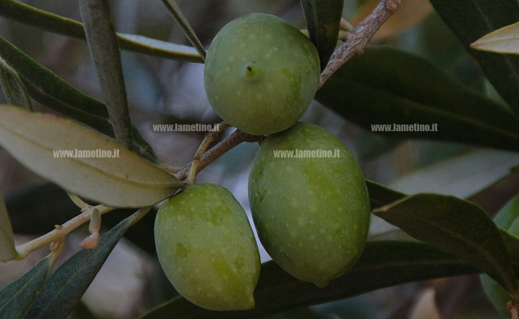 Xylella, mozione Barbuto per rafforzare difesa patrimonio olivicolo calabrese