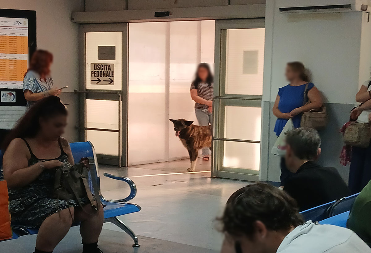 cani-ospedale4582_dcad0.jpg