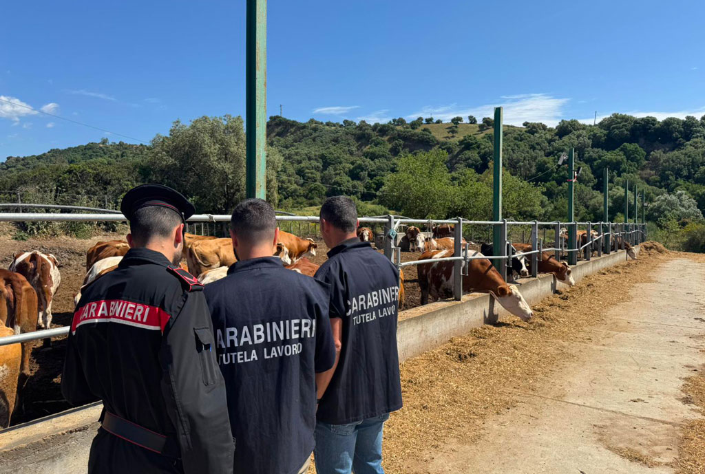 Contrasto al lavoro nero, sanzione ad un’azienda agricola a Sersale