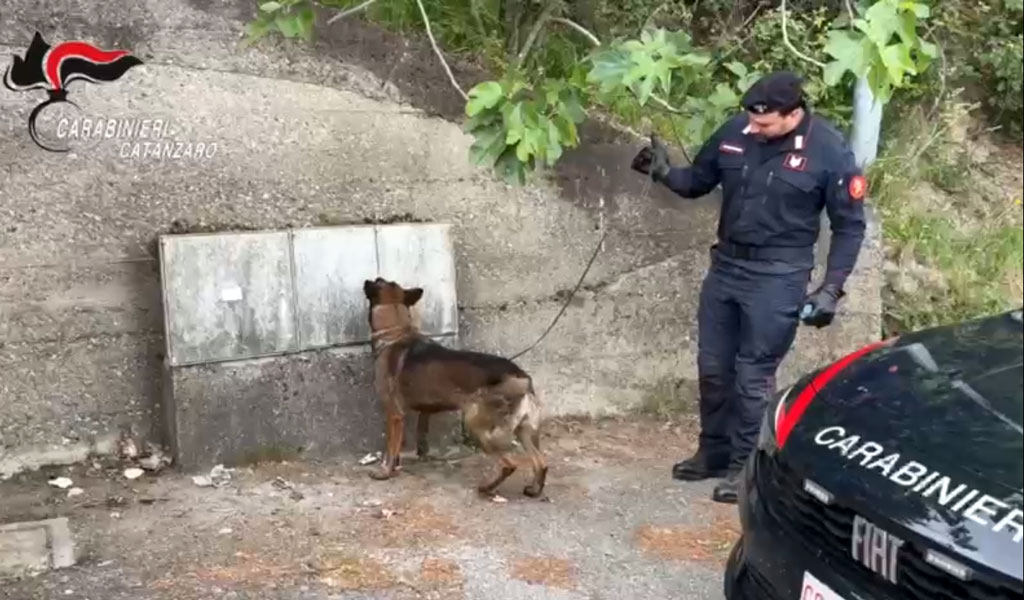A Pentone controlli straordinari dei carabinieri, il cane “Manco” scova droga nascosta nei contatori dell’acqua