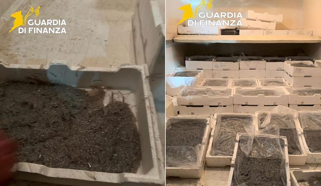 Gdf Cosenza, contrasto alla pesca di frodo: sequestrati 250 chili di novellame