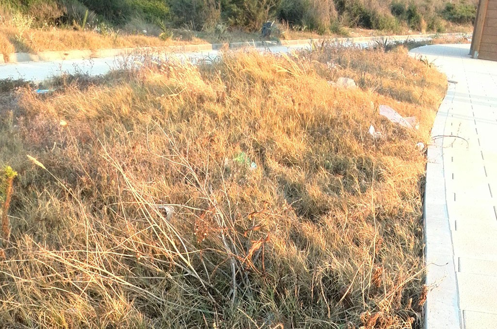 Degrado ginepri luglio 2016 4