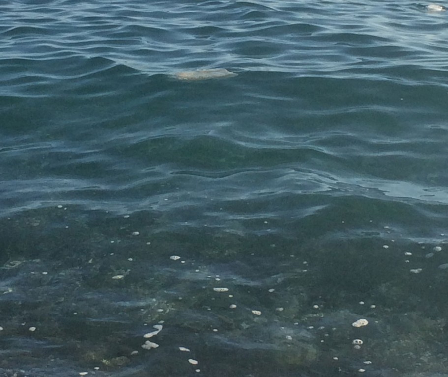 foto mare sporco2
