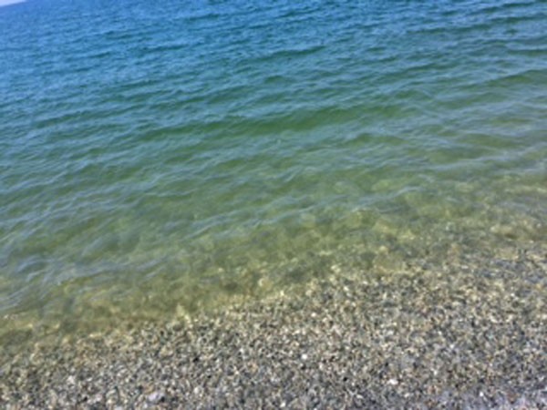 mare verdastro