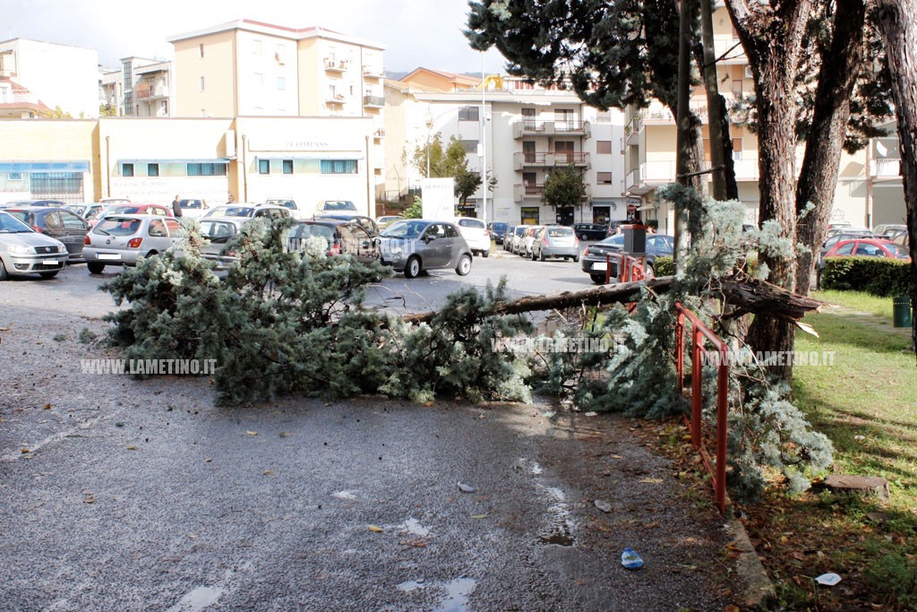 albero1