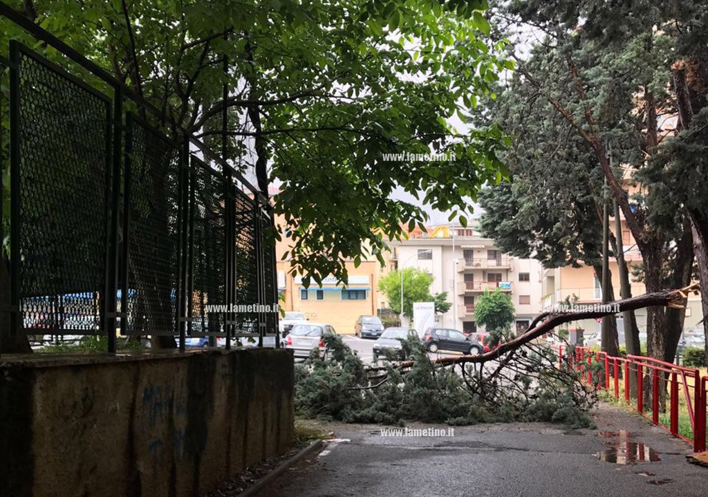 Albero via bachelet