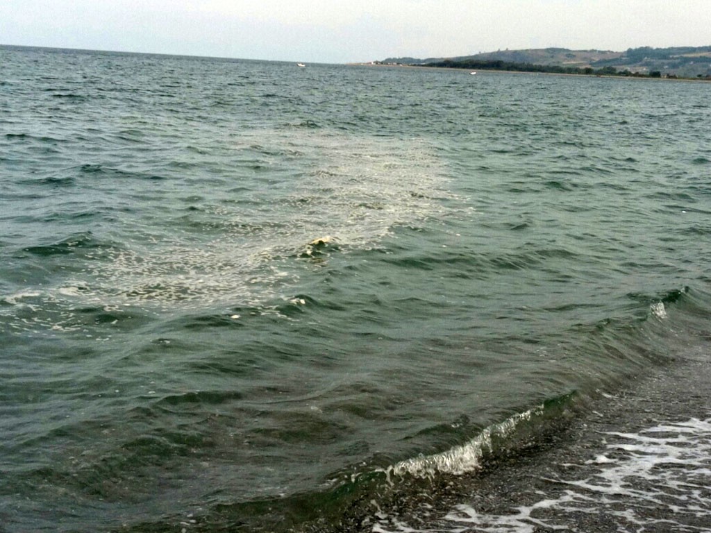 mare